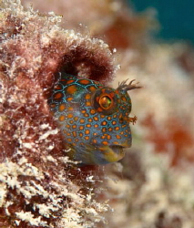 Always a circus 
Tessellated blenny 
Hypsoblennius inve... by John Roach 